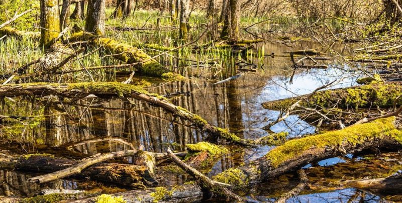 Болота замість окопів, Латвія будує природний щит на східному кордоні