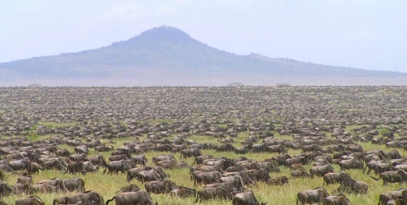 ШІ виявив катастрофічне скорочення популяції гну в Африці