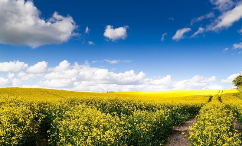 В Україні зібрано 3,3 млн тонн ріпаку