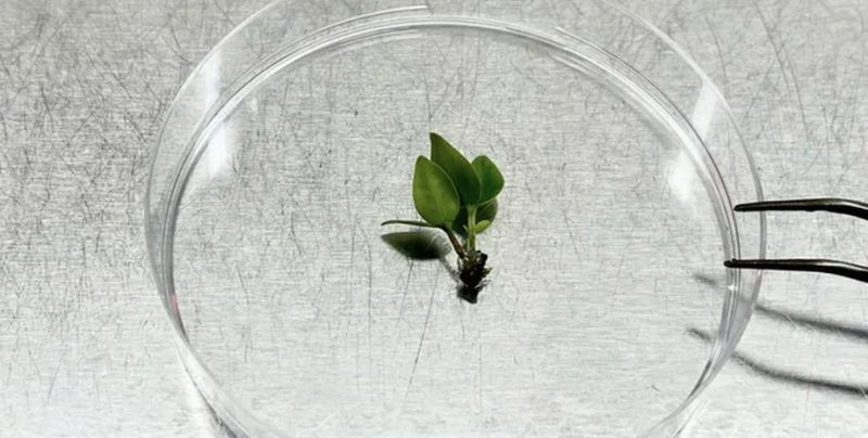 Як вчені рятують одне з найрідкісніших дерев світу